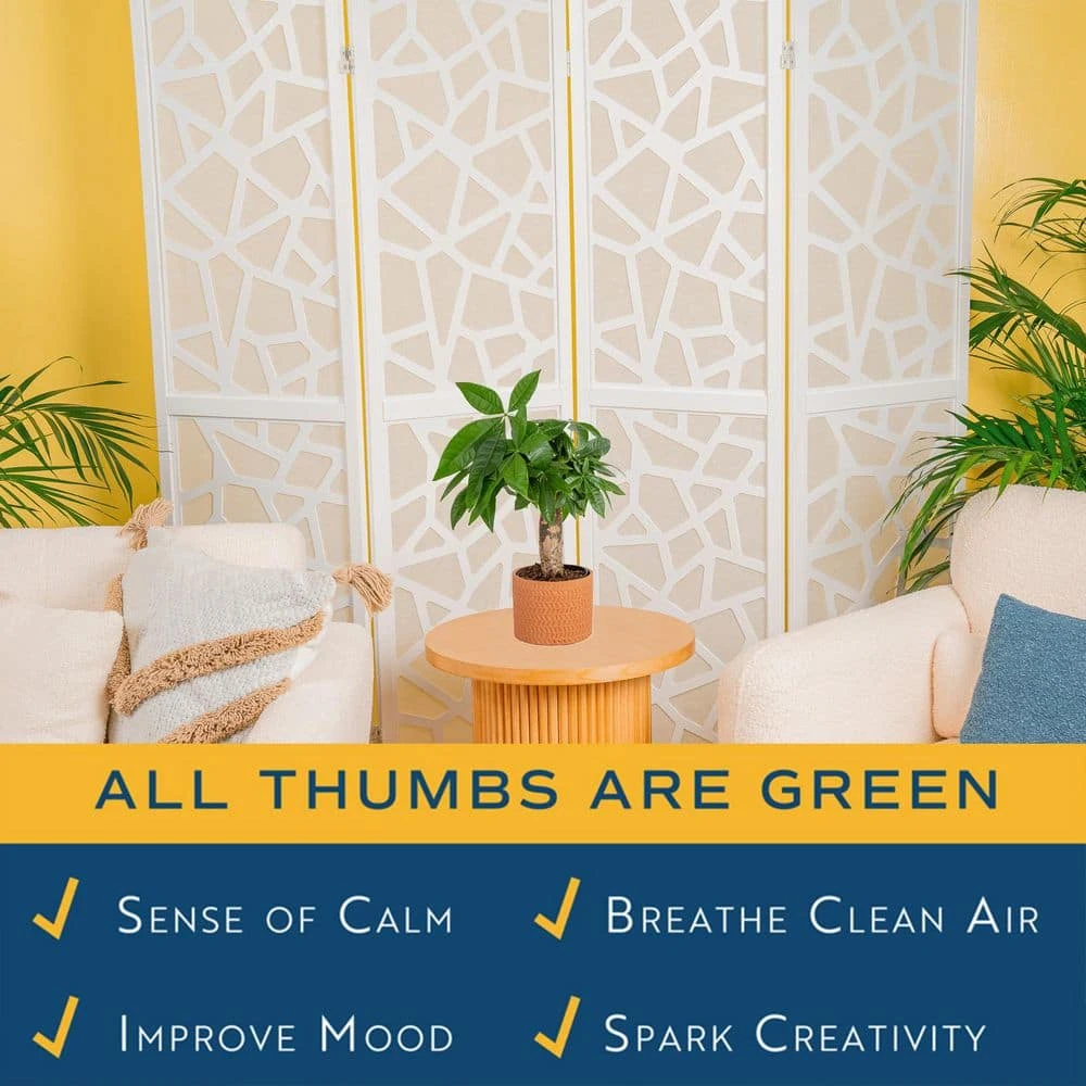 Pachira Money Tree Indoor Plant In 4 In. Premium Ceramic Pot, Avg. Shipping Height 10 In. Tall 6 Pachira Money Tree Indoor Plant In 4 In. Premium Ceramic Pot, Avg. Shipping Height 10 In. Tall - Image 4