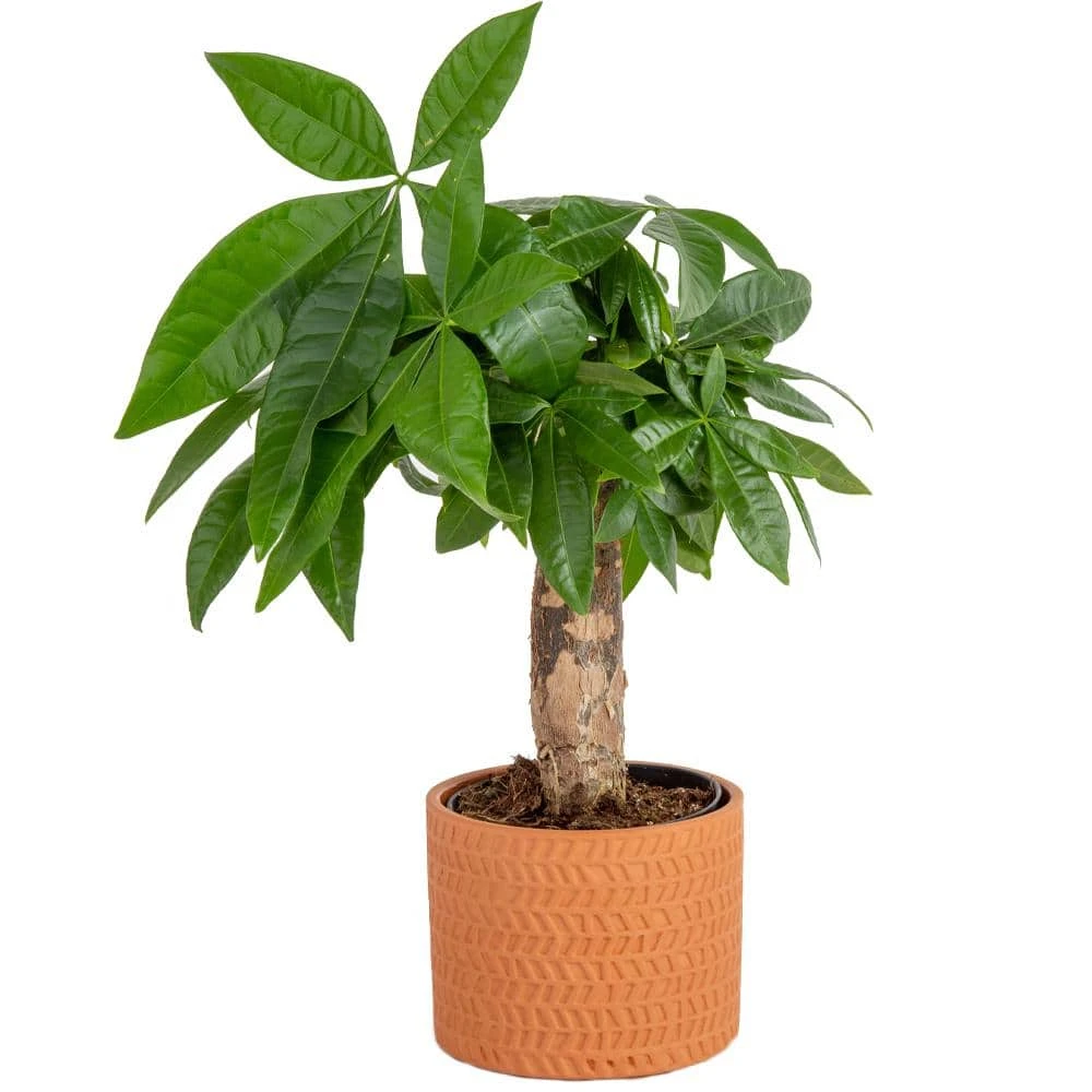 Pachira Money Tree Indoor Plant In 4 In. Premium Ceramic Pot, Avg. Shipping Height 10 In. Tall 3 Pachira Money Tree Indoor Plant In 4 In. Premium Ceramic Pot, Avg. Shipping Height 10 In. Tall