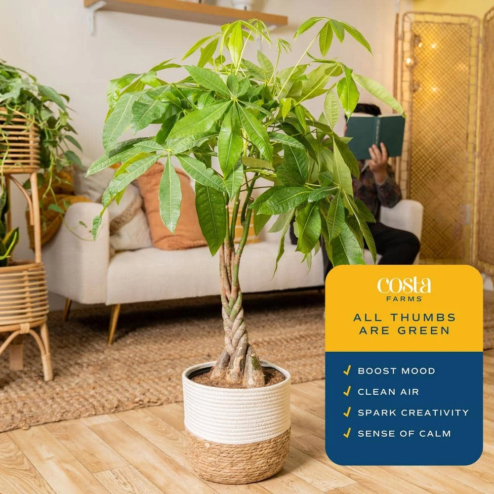 10 In. Pachira Braid Indoor Money Tree Plant In Decor Weave Basket Planter, Avg. Shipping Height 3-4 Ft. Tall 7 10 In. Pachira Braid Indoor Money Tree Plant In Decor Weave Basket Planter, Avg. Shipping Height 3-4 Ft. Tall - Image 5
