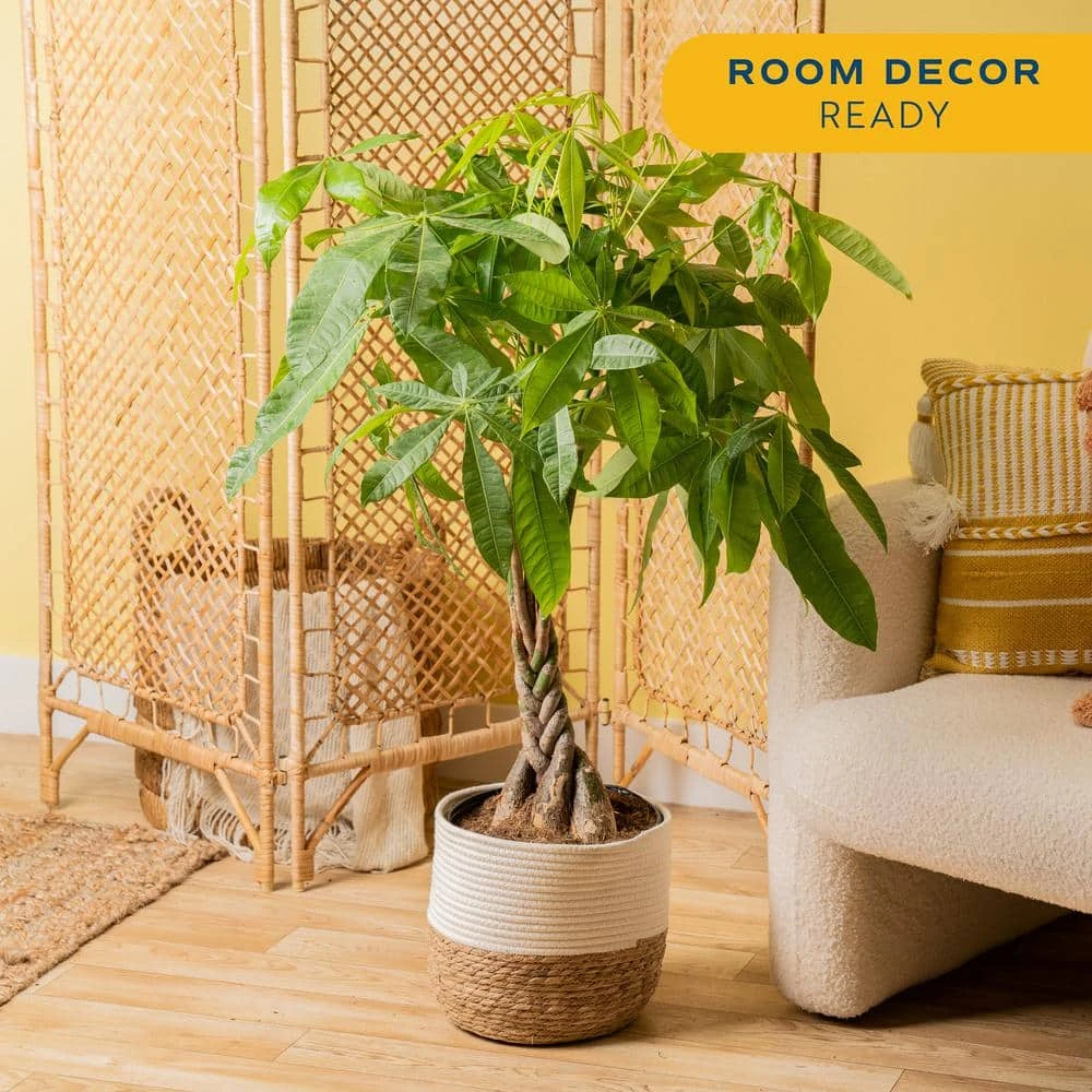 10 In. Pachira Braid Indoor Money Tree Plant In Decor Weave Basket Planter, Avg. Shipping Height 3-4 Ft. Tall 6 10 In. Pachira Braid Indoor Money Tree Plant In Decor Weave Basket Planter, Avg. Shipping Height 3-4 Ft. Tall - Image 4