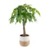 10 In. Pachira Braid Indoor Money Tree Plant In Decor Weave Basket Planter, Avg. Shipping Height 3-4 Ft. Tall 1 10 In. Pachira Braid Indoor Money Tree Plant In Decor Weave Basket Planter, Avg. Shipping Height 3-4 Ft. Tall -Home plant costa farms house plants co pch10 3 cyl 64 1000