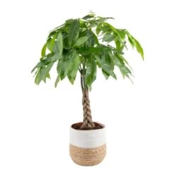 10 In. Pachira Braid Indoor Money Tree Plant In Decor Weave Basket Planter, Avg. Shipping Height 3-4 Ft. Tall