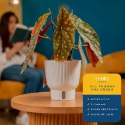 Trending Tropical Begonia Maculata Indoor Plant In 6 In. Self-Watering Pot 14 Trending Tropical Begonia Maculata Indoor Plant In 6 In. Self-Watering Pot -Home plant costa farms house plants co pil6cgppk2 1f 1000
