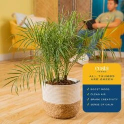 Roebellini, Pygmy Date Palm Indoor Plant In 10 In. Decor Weave Pot, Avg. Shipping Height 3-4 Ft. Tall 13 Roebellini, Pygmy Date Palm Indoor Plant In 10 In. Decor Weave Pot, Avg. Shipping Height 3-4 Ft. Tall -Home plant costa farms house plants co pxr 3 cyl 1f 1000