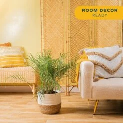 Roebellini, Pygmy Date Palm Indoor Plant In 10 In. Decor Weave Pot, Avg. Shipping Height 3-4 Ft. Tall 12 Roebellini, Pygmy Date Palm Indoor Plant In 10 In. Decor Weave Pot, Avg. Shipping Height 3-4 Ft. Tall -Home plant costa farms house plants co pxr 3 cyl 4f 1000