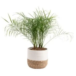 Roebellini, Pygmy Date Palm Indoor Plant In 10 In. Decor Weave Pot, Avg. Shipping Height 3-4 Ft. Tall