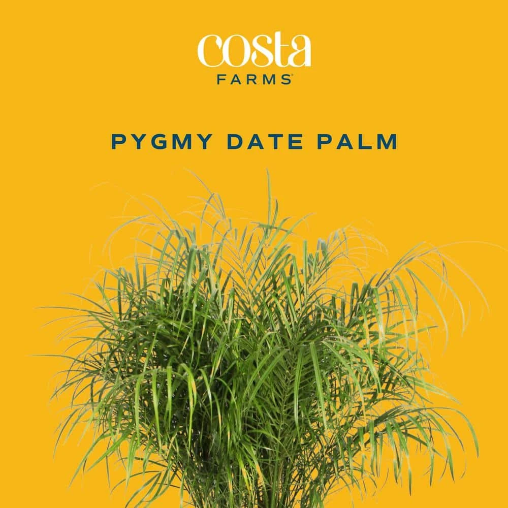 Roebellini, Pygmy Date Palm Indoor Plant In 10 In. Decor Weave Pot, Avg. Shipping Height 3-4 Ft. Tall 5 Roebellini, Pygmy Date Palm Indoor Plant In 10 In. Decor Weave Pot, Avg. Shipping Height 3-4 Ft. Tall - Image 3