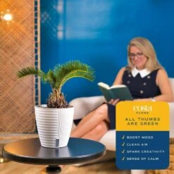 Cycas Revoluta Sago Palm Indoor Plant In 6 In. White Self-Watering Pot, Average Shipping Height 1-2 Ft. 16 Cycas Revoluta Sago Palm Indoor Plant In 6 In. White Self-Watering Pot, Average Shipping Height 1-2 Ft. -Home plant costa farms house plants co rv06 3 cyl 44 1000