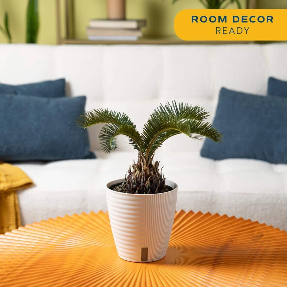 Cycas Revoluta Sago Palm Indoor Plant In 6 In. White Self-Watering Pot, Average Shipping Height 1-2 Ft. 6 Cycas Revoluta Sago Palm Indoor Plant In 6 In. White Self-Watering Pot, Average Shipping Height 1-2 Ft. - Image 4