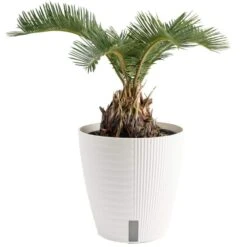 Cycas Revoluta Sago Palm Indoor Plant In 6 In. White Self-Watering Pot, Average Shipping Height 1-2 Ft.