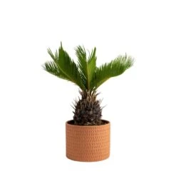 Cycas Revoluta Sago Palm Indoor Plant In 6 In. Decor Pot, Avg. Shipping Height 1-2 Ft. Tall