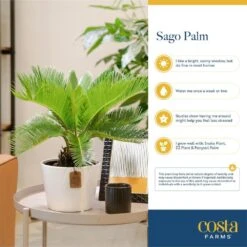 Cycas Revoluta Sago Palm Indoor Plant In 6 In. Decor Pot, Avg. Shipping Height 1-2 Ft. Tall 14 Cycas Revoluta Sago Palm Indoor Plant In 6 In. Decor Pot, Avg. Shipping Height 1-2 Ft. Tall -Home plant costa farms house plants co rv06 3 hsh fa 1000