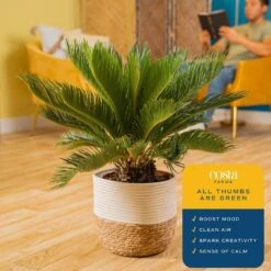 Sago Palm Indoor Plant In 10 In. Decor Basket Pot, Avg. Shipping Height 2-3 Ft. Tall -Home plant costa farms house plants co rv10 3 cyl 1f 1000