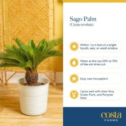 Sago Palm Indoor Plant In 10 In. Decor Basket Pot, Avg. Shipping Height 2-3 Ft. Tall -Home plant costa farms house plants co rv10 3 cyl 44 1000