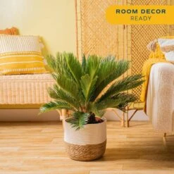 Sago Palm Indoor Plant In 10 In. Decor Basket Pot, Avg. Shipping Height 2-3 Ft. Tall -Home plant costa farms house plants co rv10 3 cyl 4f 1000