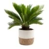 Sago Palm Indoor Plant In 10 In. Decor Basket Pot, Avg. Shipping Height 2-3 Ft. Tall -Home plant costa farms house plants co rv10 3 cyl 64 1000