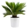 Sago Palm Indoor Plant In 10 In. Decor Planter, Avg. Shipping Height 2-3 Ft. Tall -Home plant costa farms house plants co rv10 3 sea 64 1000