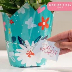 6 In. Spathiphyllum Peace Lily Indoor Plant In Grower Pot With Mother's Day Mylar, Avg. Shipping Height 1-2 Ft. Tall 15 6 In. Spathiphyllum Peace Lily Indoor Plant In Grower Pot With Mother's Day Mylar, Avg. Shipping Height 1-2 Ft. Tall -Home plant costa farms house plants co spath6 13 wp 31 1000