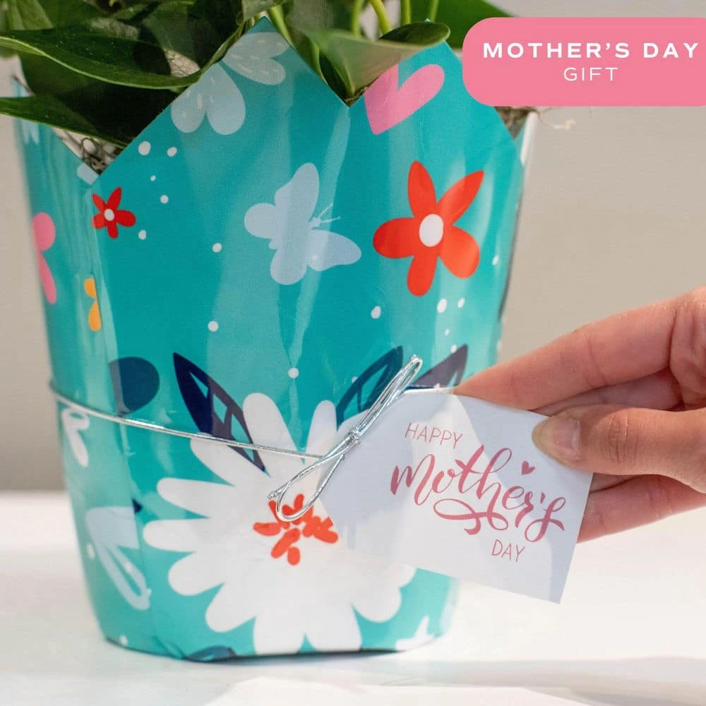 6 In. Spathiphyllum Peace Lily Indoor Plant In Grower Pot With Mother's Day Mylar, Avg. Shipping Height 1-2 Ft. Tall 9 6 In. Spathiphyllum Peace Lily Indoor Plant In Grower Pot With Mother's Day Mylar, Avg. Shipping Height 1-2 Ft. Tall - Image 7