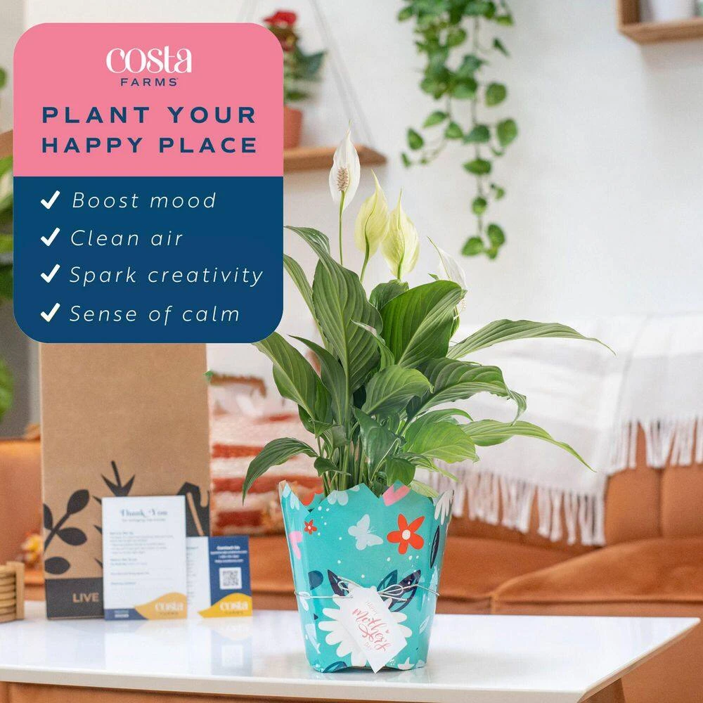 6 In. Spathiphyllum Peace Lily Indoor Plant In Grower Pot With Mother's Day Mylar, Avg. Shipping Height 1-2 Ft. Tall 5 6 In. Spathiphyllum Peace Lily Indoor Plant In Grower Pot With Mother's Day Mylar, Avg. Shipping Height 1-2 Ft. Tall - Image 3