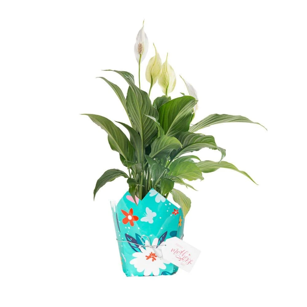 6 In. Spathiphyllum Peace Lily Indoor Plant In Grower Pot With Mother's Day Mylar, Avg. Shipping Height 1-2 Ft. Tall 3 6 In. Spathiphyllum Peace Lily Indoor Plant In Grower Pot With Mother's Day Mylar, Avg. Shipping Height 1-2 Ft. Tall