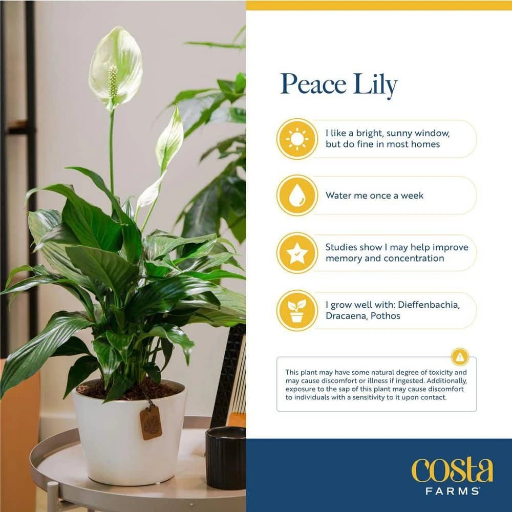 6 In. Spathiphyllum Peace Lily Indoor Plant In Grower Pot With Mother's Day Mylar, Avg. Shipping Height 1-2 Ft. Tall 7 6 In. Spathiphyllum Peace Lily Indoor Plant In Grower Pot With Mother's Day Mylar, Avg. Shipping Height 1-2 Ft. Tall - Image 5