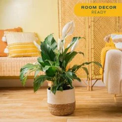 Spathiphyllum Peace Lily Indoor Plant In 10 In. Decor Weave Basket Planter, Average Shipping Height 2-3 Ft. Tall -Home plant costa farms house plants co st100 3 cyl 4f 1000