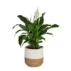 Spathiphyllum Peace Lily Indoor Plant In 10 In. Decor Weave Basket Planter, Average Shipping Height 2-3 Ft. Tall 1 Spathiphyllum Peace Lily Indoor Plant In 10 In. Decor Weave Basket Planter, Average Shipping Height 2-3 Ft. Tall -Home plant costa farms house plants co st100 3 cyl 64 1000