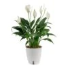 Spathiphyllum Peace Lily Indoor Plant In 6 In. Self-Watering Planter, Average Shipping Height 1-2 Ft. Tall -Home plant costa farms house plants co sy06 3 cyl 64 1000