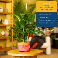 6 In. Spathiphyllum Peace Lily Indoor Plant In Heart Washable Paper Pot, Avg. Shipping Height 1-2 Ft. Tall 13 6 In. Spathiphyllum Peace Lily Indoor Plant In Heart Washable Paper Pot, Avg. Shipping Height 1-2 Ft. Tall -Home plant costa farms house plants co sy06 3 gft 1f 1000