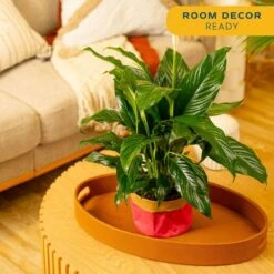 6 In. Spathiphyllum Peace Lily Indoor Plant In Heart Washable Paper Pot, Avg. Shipping Height 1-2 Ft. Tall 17 6 In. Spathiphyllum Peace Lily Indoor Plant In Heart Washable Paper Pot, Avg. Shipping Height 1-2 Ft. Tall -Home plant costa farms house plants co sy06 3 gft 31 1000