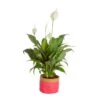 6 In. Spathiphyllum Peace Lily Indoor Plant In Heart Washable Paper Pot, Avg. Shipping Height 1-2 Ft. Tall -Home plant costa farms house plants co sy06 3 gft 64 1000