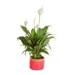 6 In. Spathiphyllum Peace Lily Indoor Plant In Heart Washable Paper Pot, Avg. Shipping Height 1-2 Ft. Tall