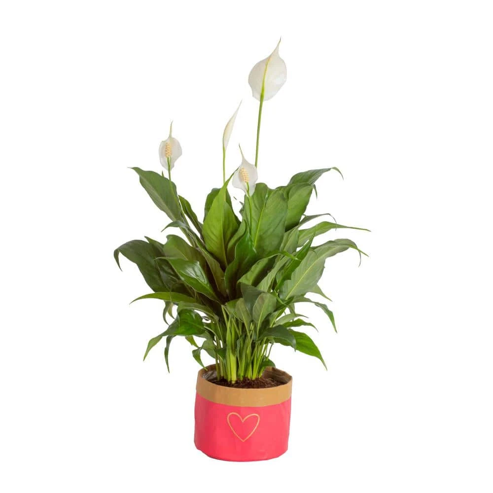 6 In. Spathiphyllum Peace Lily Indoor Plant In Heart Washable Paper Pot, Avg. Shipping Height 1-2 Ft. Tall 3 6 In. Spathiphyllum Peace Lily Indoor Plant In Heart Washable Paper Pot, Avg. Shipping Height 1-2 Ft. Tall