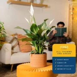 Spathiphyllum Peace Lily Indoor Plant In 6 In. Premium Ceramic Pot, Avg. Shipping Height 1-2 Ft. In. Tall -Home plant costa farms house plants co sy06 3 sch 1f 1000