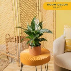 Spathiphyllum Peace Lily Indoor Plant In 6 In. Premium Ceramic Pot, Avg. Shipping Height 1-2 Ft. In. Tall -Home plant costa farms house plants co sy06 3 sch 4f 1000