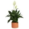 Spathiphyllum Peace Lily Indoor Plant In 6 In. Premium Ceramic Pot, Avg. Shipping Height 1-2 Ft. In. Tall 2 Spathiphyllum Peace Lily Indoor Plant In 6 In. Premium Ceramic Pot, Avg. Shipping Height 1-2 Ft. In. Tall -Home plant costa farms house plants co sy06 3 sch 64 1000