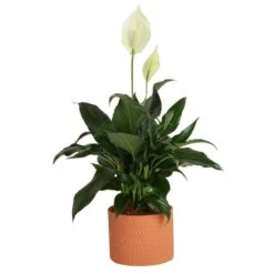 Spathiphyllum Peace Lily Indoor Plant In 6 In. Premium Ceramic Pot, Avg. Shipping Height 1-2 Ft. In. Tall