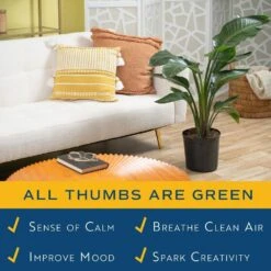 White Bird Of Paradise Indoor Plant In 10 In. Grower Pot, Avg. Shipping Height 2-3 Ft. Tall 15 White Bird Of Paradise Indoor Plant In 10 In. Grower Pot, Avg. Shipping Height 2-3 Ft. Tall -Home plant costa farms house plants co wb10 gp 1f 1000