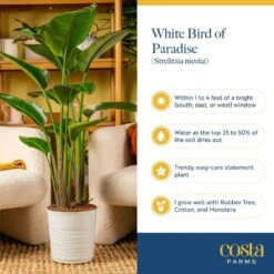 White Bird Of Paradise Indoor Plant In 10 In. Grower Pot, Avg. Shipping Height 2-3 Ft. Tall 19 White Bird Of Paradise Indoor Plant In 10 In. Grower Pot, Avg. Shipping Height 2-3 Ft. Tall -Home plant costa farms house plants co wb10 gp 31 1000