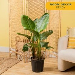 White Bird Of Paradise Indoor Plant In 10 In. Grower Pot, Avg. Shipping Height 2-3 Ft. Tall 14 White Bird Of Paradise Indoor Plant In 10 In. Grower Pot, Avg. Shipping Height 2-3 Ft. Tall -Home plant costa farms house plants co wb10 gp 4f 1000