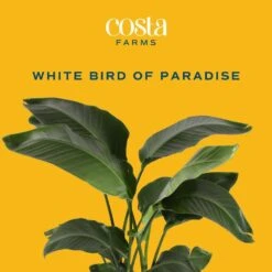 White Bird Of Paradise Indoor Plant In 10 In. Grower Pot, Avg. Shipping Height 2-3 Ft. Tall 13 White Bird Of Paradise Indoor Plant In 10 In. Grower Pot, Avg. Shipping Height 2-3 Ft. Tall -Home plant costa farms house plants co wb10 gp c3 1000
