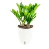 Zamioculcas Zamiifolia ZZ Indoor Plant In 6 In. Self-Watering Decor Pot, Avg. Shipping Height 10 In. Tall
