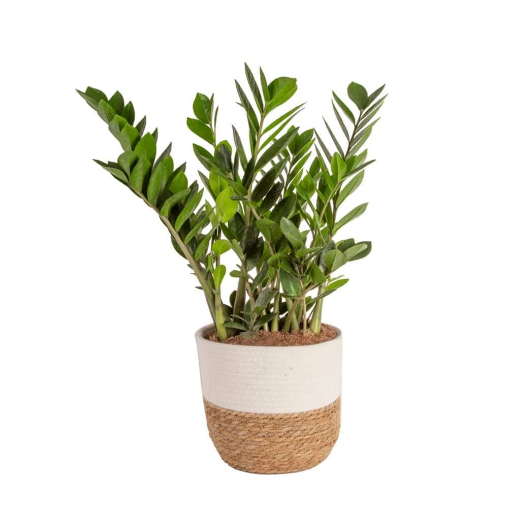 Zamioculcas Zamiifolia ZZ Indoor Plant In 10 In. Decor Weave Planter, Avg. Shipping Height 1-2 Ft. Tall 3 Zamioculcas Zamiifolia ZZ Indoor Plant In 10 In. Decor Weave Planter, Avg. Shipping Height 1-2 Ft. Tall