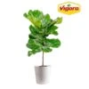 Ficus Lyrata Fiddle Leaf Fig Indoor Plant In 10 In. Decor White Container, Avg. Shipping Height 3-4 Ft. Tall 2 Ficus Lyrata Fiddle Leaf Fig Indoor Plant In 10 In. Decor White Container, Avg. Shipping Height 3-4 Ft. Tall -Home plant costa farms house plants l 4fl s pwt 01 64 1000