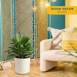 Aglaonema Silver Bay Indoor Plant In 9.25 In. Grower Pot, Avg. Shipping Height 2-3 Ft. Tall -Home plant costa farms house plants l agl g pot 01 31 1000