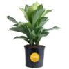 Aglaonema Silver Bay Indoor Plant In 9.25 In. Grower Pot, Avg. Shipping Height 2-3 Ft. Tall 1 Aglaonema Silver Bay Indoor Plant In 9.25 In. Grower Pot, Avg. Shipping Height 2-3 Ft. Tall -Home plant costa farms house plants l agl g pot 01 64 1000