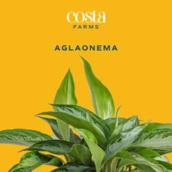 Aglaonema Silver Bay Indoor Plant In 9.25 In. Grower Pot, Avg. Shipping Height 2-3 Ft. Tall -Home plant costa farms house plants l agl g pot 01 c3 1000