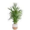 Bamboo Palm, Chamaedorea Seifrizi Plant In 10 In. Weave Basket, Average Shipping Height 4 Ft. Tall 2 Bamboo Palm, Chamaedorea Seifrizi Plant In 10 In. Weave Basket, Average Shipping Height 4 Ft. Tall -Home plant costa farms house plants l bop p wbt 01 64 1000