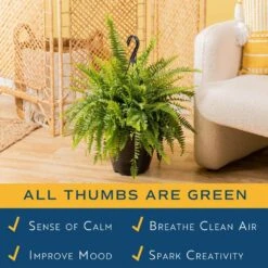 Boston Fern Indoor/Outdoor Plant In 10 In. Hanging Grower's Pot, Avg. Shipping Height 1-2 Ft. Tall -Home plant costa farms house plants l bos g hgp 01 1f 1000